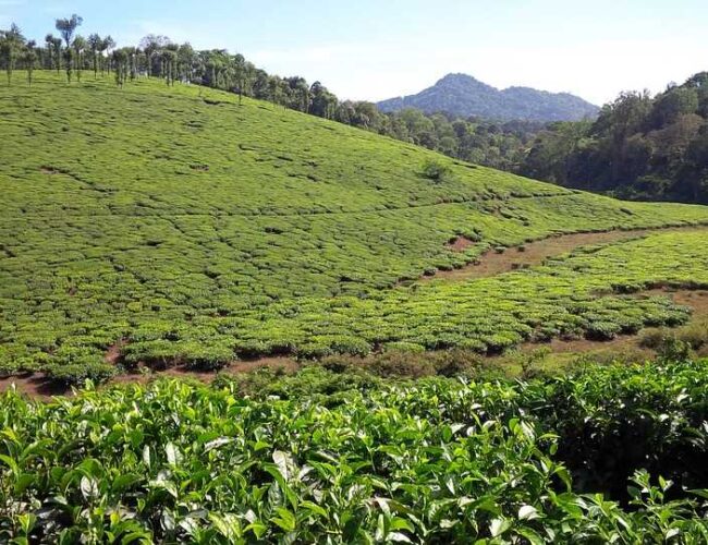 A Complete Guide To The Enchanting Munnar In Kerala
